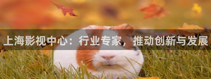 窝窝网电影电视剧大全2023