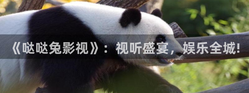 窝窝视频网